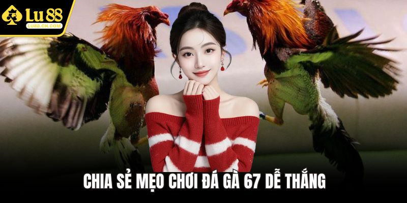 Chia sẻ mẹo chơi đá gà 67 dễ thắng