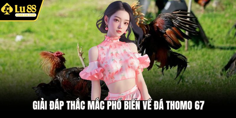 Giải đáp thắc mắc phổ biến về đá Thomo 67