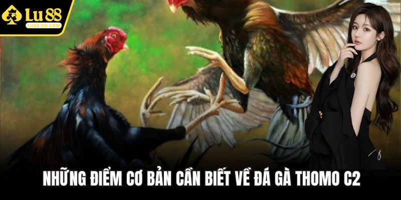 Những điểm cơ bản cần biết về đá gà Thomo C2