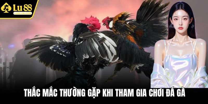 Thắc mắc thường gặp khi tham gia chơi đá gà