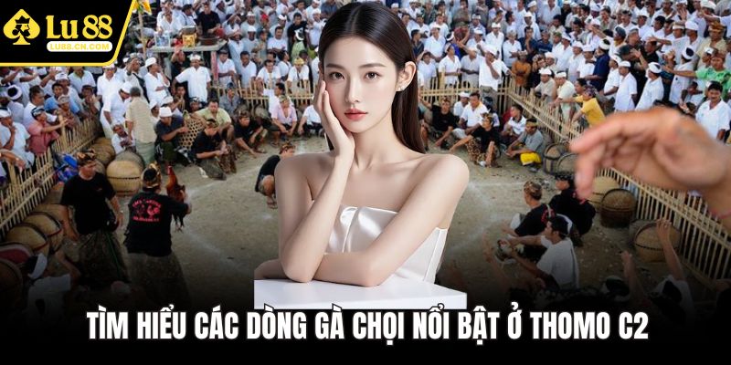 Tìm hiểu các dòng gà chọi nổi bật ở Thomo C2